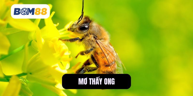 BOM88 Nằm Mơ Thấy Ong Bay Vào Nhà Có Ý Nghĩa Gì?
